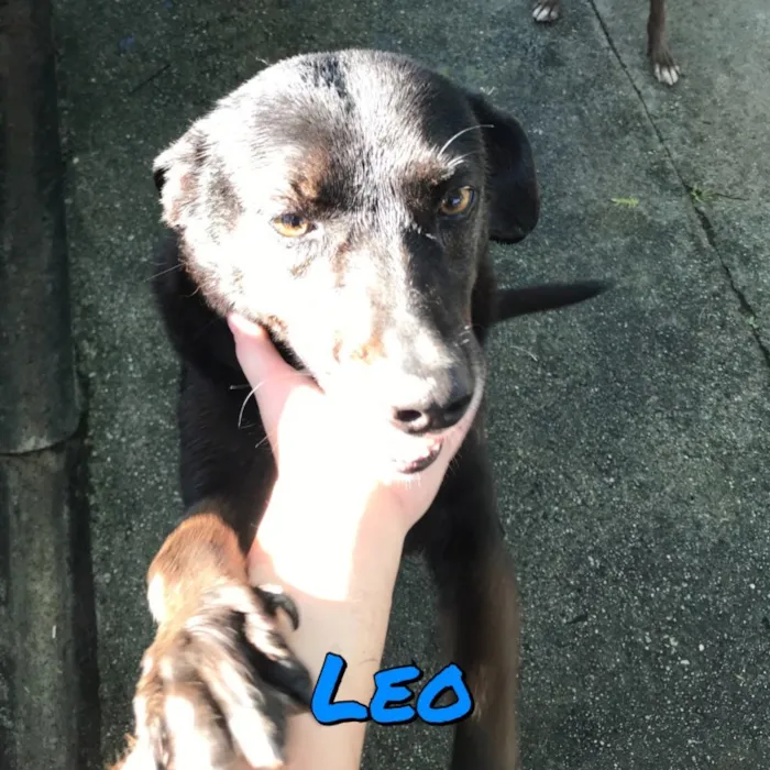 Cachorro ra a SRD idade 6 ou mais anos nome Leo
