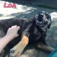 Loa