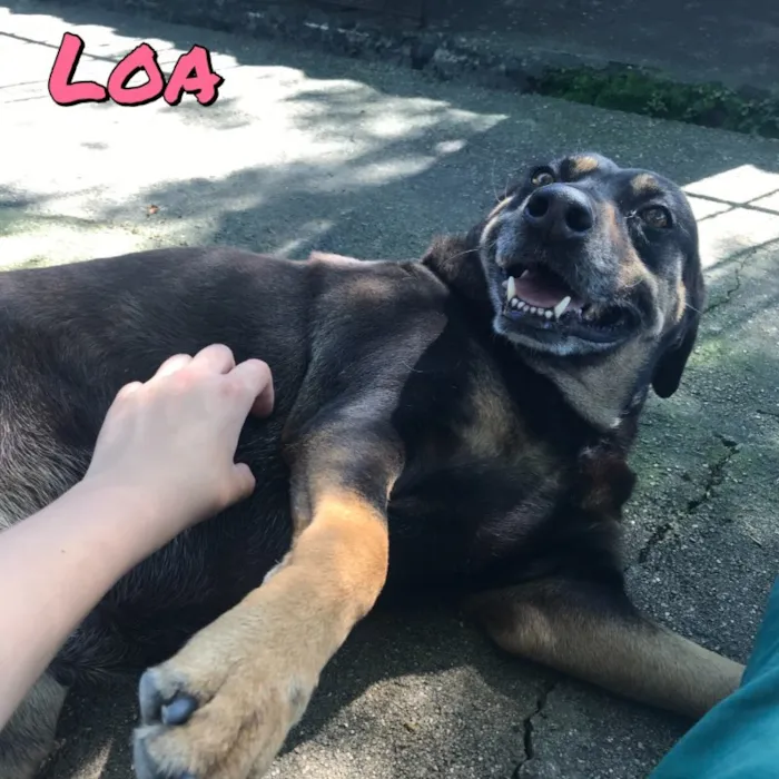 Cachorro ra a SRD idade 6 ou mais anos nome Loa