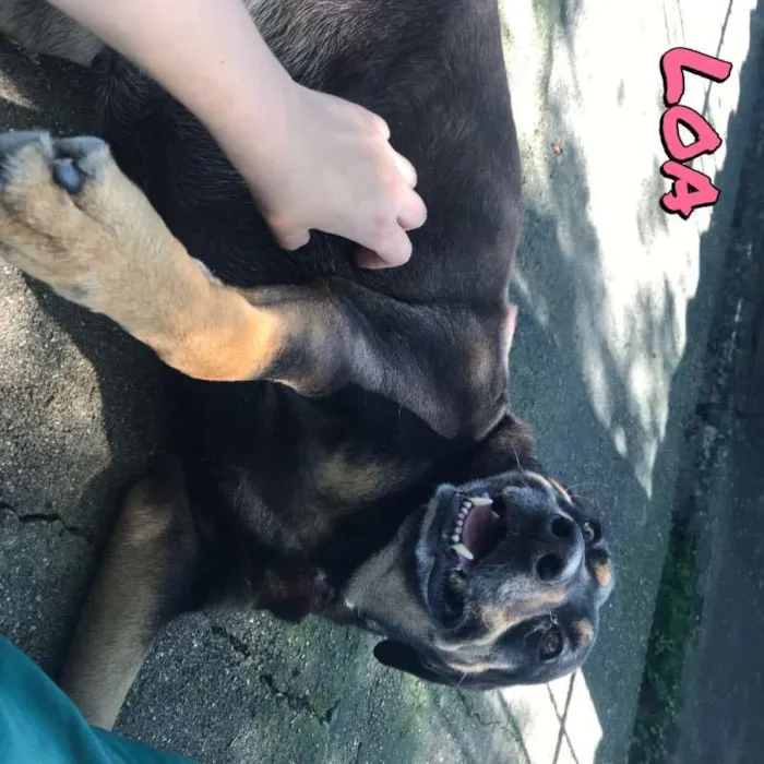 Cachorro ra a SRD idade 6 ou mais anos nome Loa