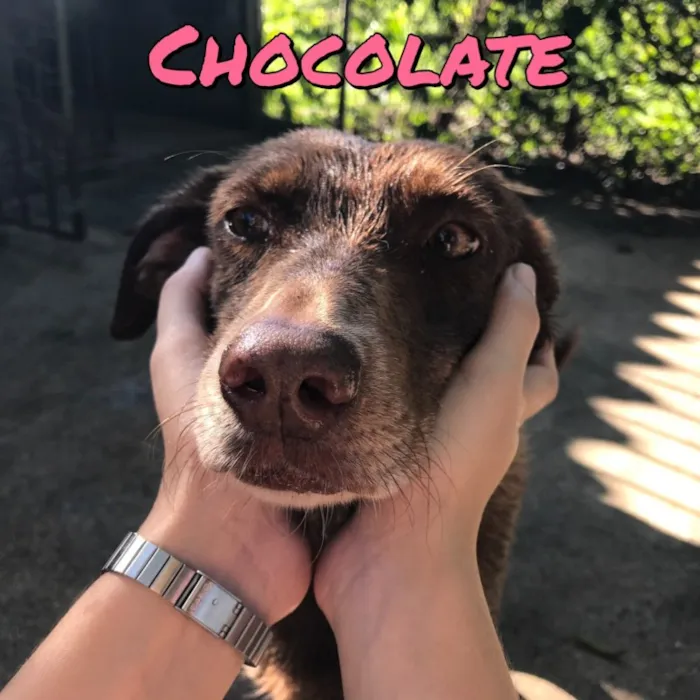 Cachorro ra a SRD idade 5 anos nome Chocolate