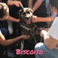 Biscoito