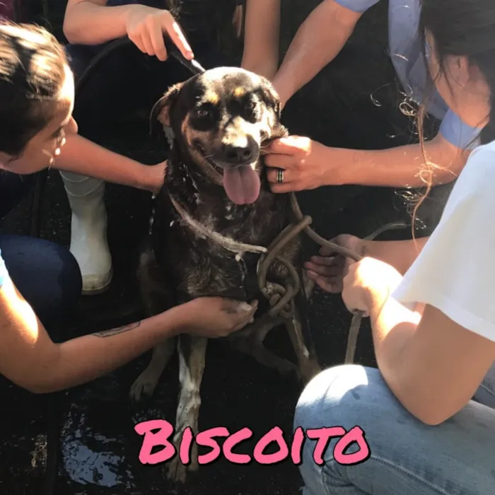 Cachorro ra a SRD idade 5 anos nome Biscoito