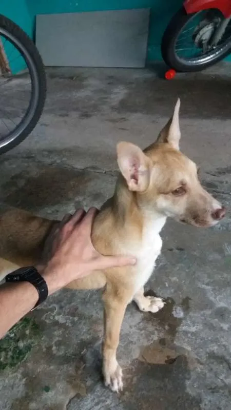 Cachorro ra a  idade 2 a 6 meses nome Tyler