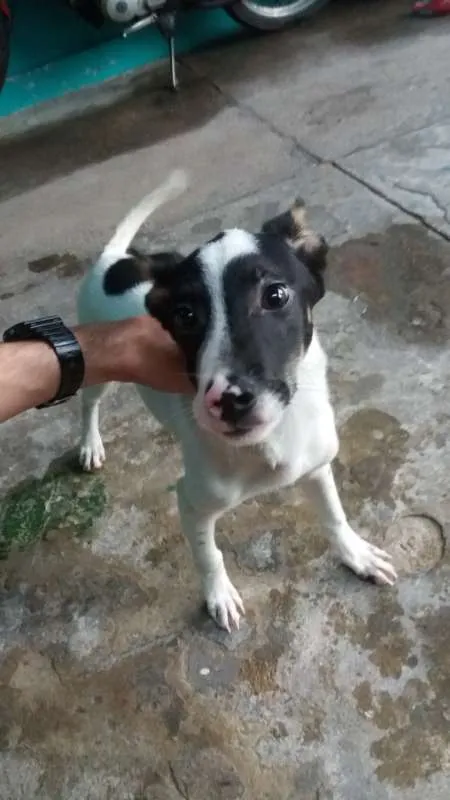 Cachorro ra a  idade 2 a 6 meses nome Spike