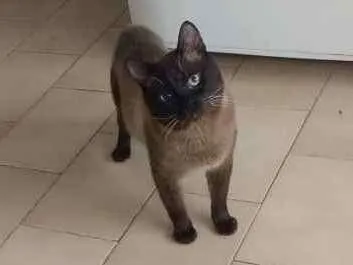 Gato ra a Siamês idade 6 ou mais anos nome Hoi