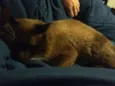 Hoi