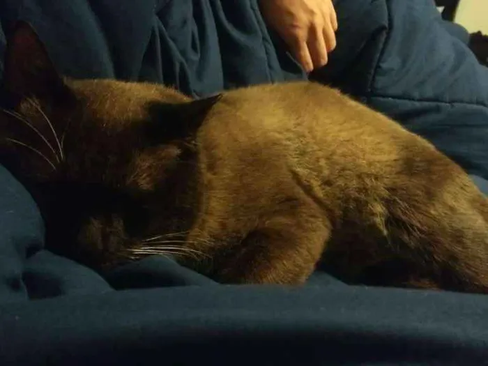 Gato ra a Siamês idade 6 ou mais anos nome Hoi