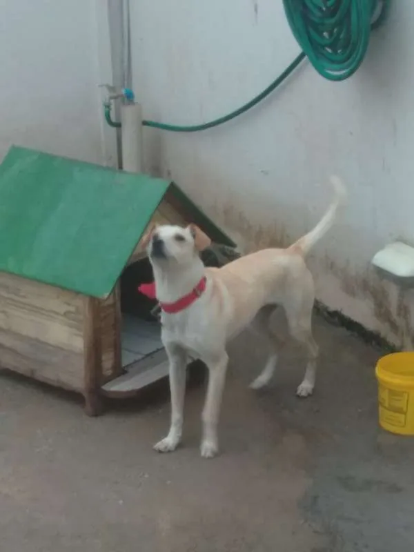 Cachorro raça indefinida idade 7 a 11 meses nome Pipoca