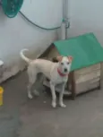 Pipoca