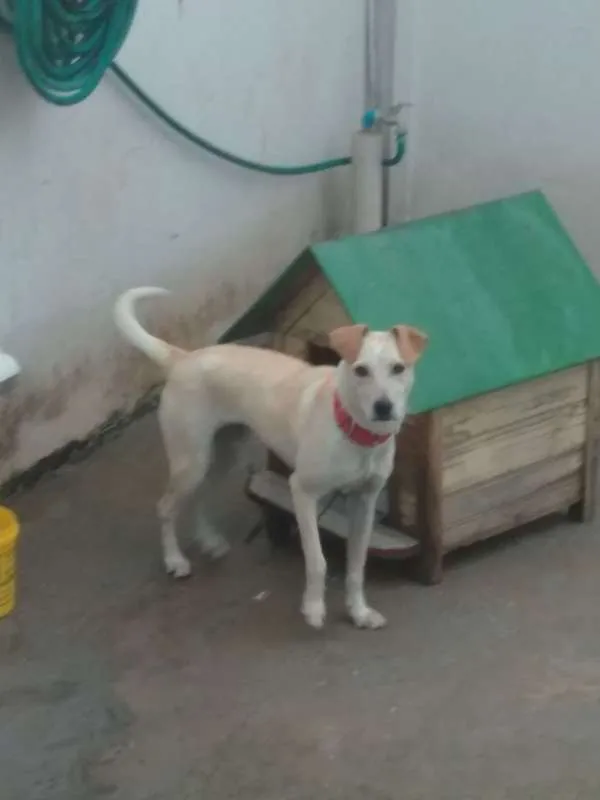Cachorro raça indefinida idade 7 a 11 meses nome Pipoca