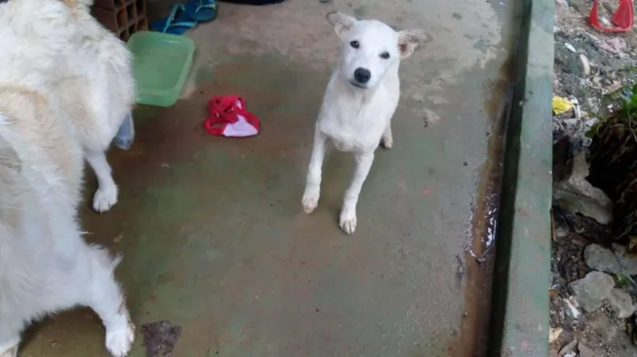 Cachorro ra a  idade 2 a 6 meses nome Roni