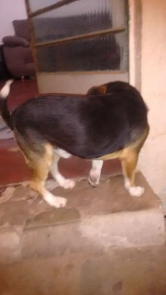 Cachorro raça SRD idade 4 anos nome Otamendi