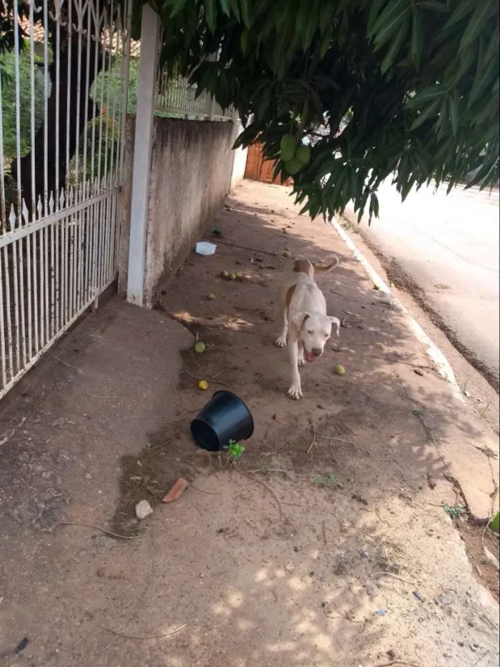 Cachorro ra a Pitbull misturado idade 7 a 11 meses nome Não sei