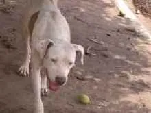 Cachorro ra a Pitbull misturado idade 7 a 11 meses nome Não sei