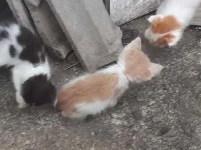 Gato ra a vira lata idade 2 a 6 meses nome não tem 