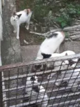 não tem 