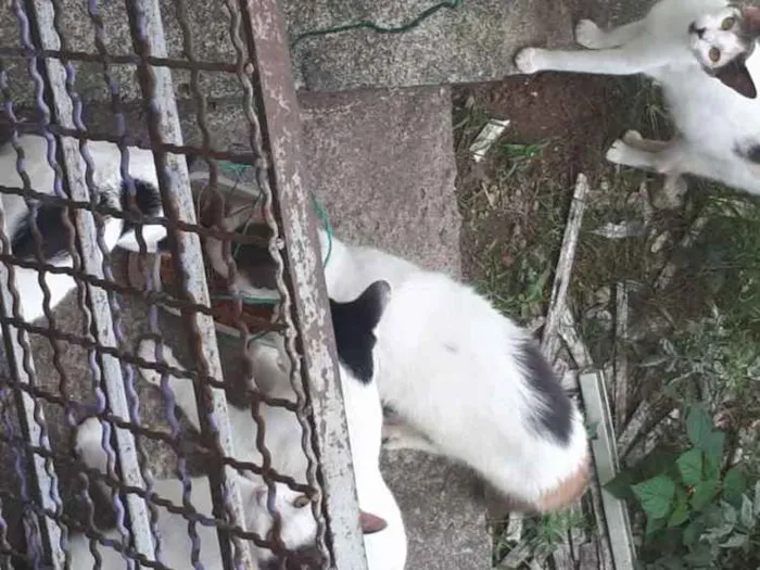 Gato ra a vira lata idade 2 a 6 meses nome não tem 