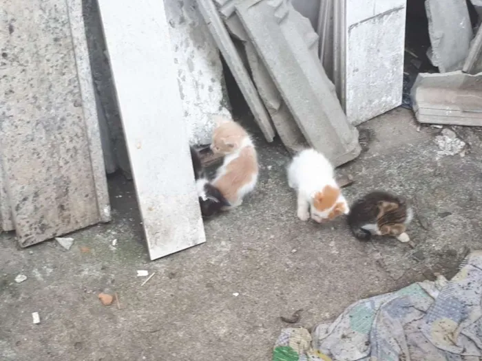 Gato ra a vira lata idade 2 a 6 meses nome não tem 