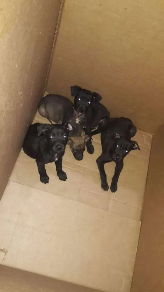 Cachorro raça Vira lata  idade Abaixo de 2 meses nome São 4 filhotes