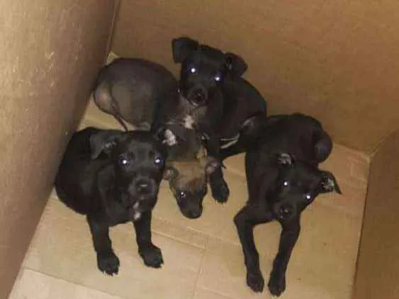 Cachorro raça Vira lata  idade Abaixo de 2 meses nome São 4 filhotes