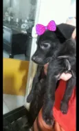 São 4 filhotes