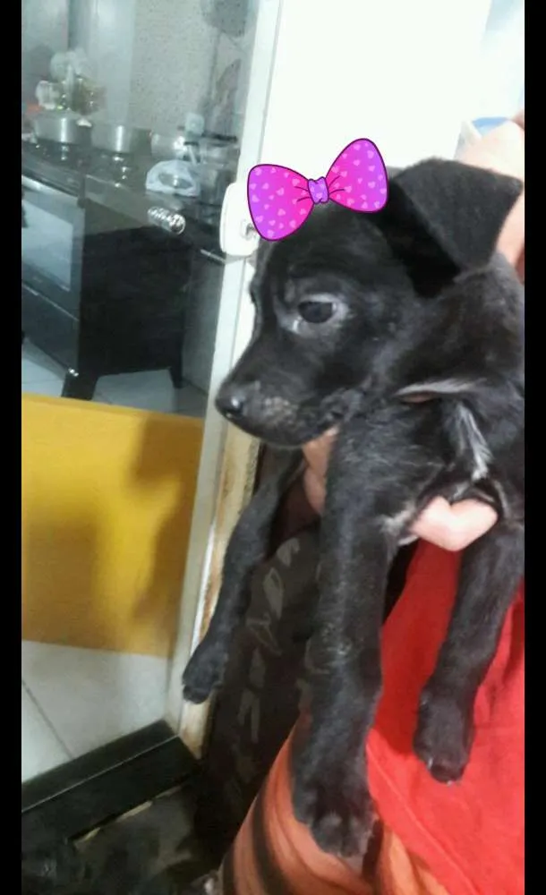 Cachorro raça Vira lata  idade Abaixo de 2 meses nome São 4 filhotes