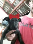 São 4 filhotes