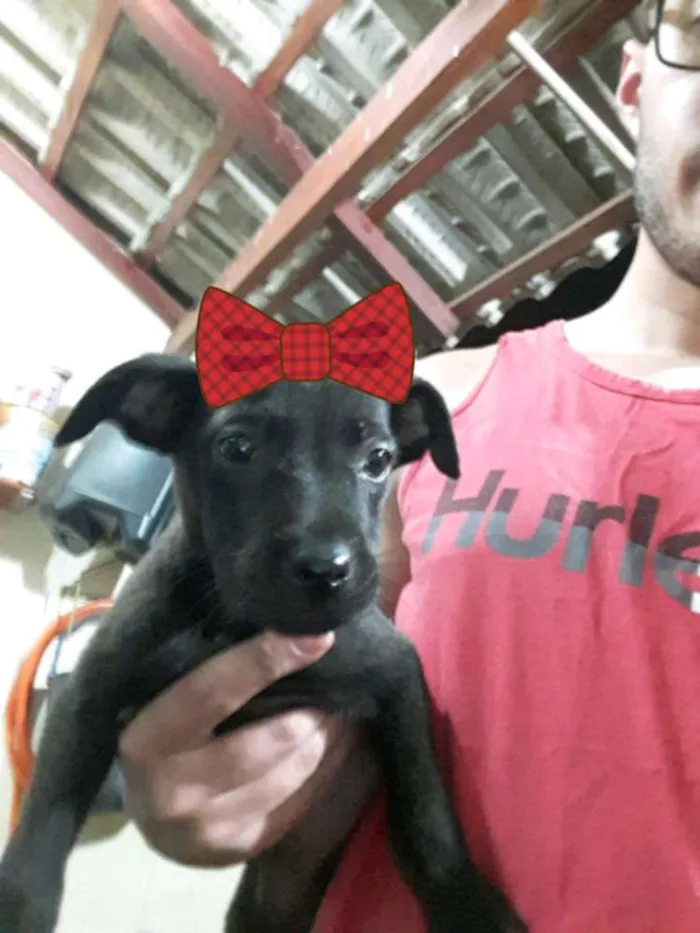 Cachorro raça Vira lata  idade Abaixo de 2 meses nome São 4 filhotes