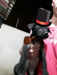 São 4 filhotes