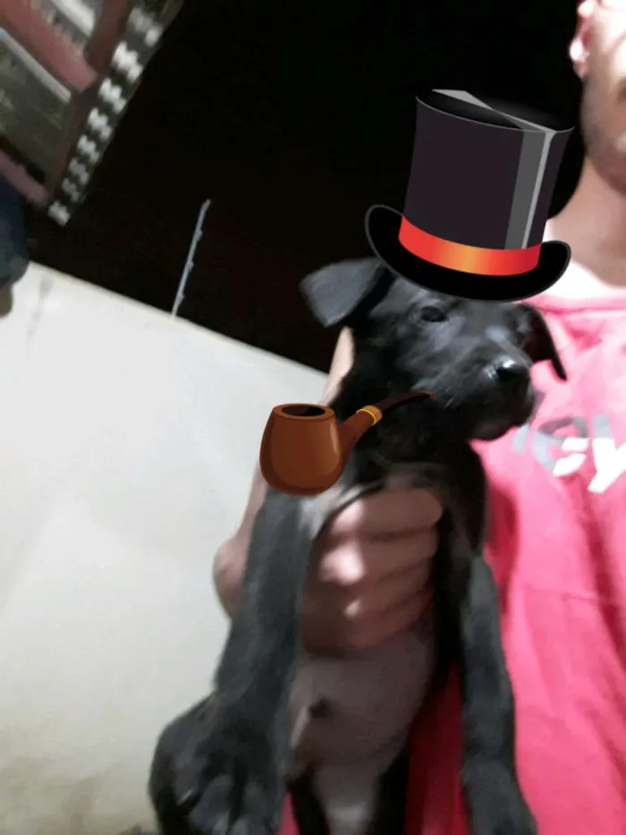Cachorro raça Vira lata  idade Abaixo de 2 meses nome São 4 filhotes