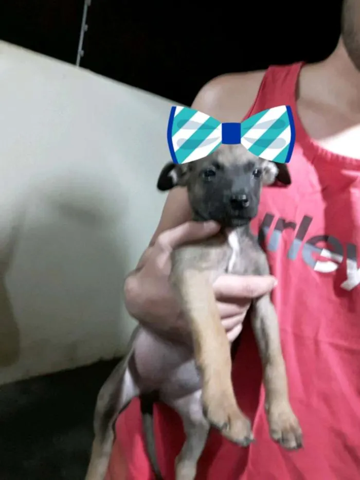 Cachorro raça Vira lata  idade Abaixo de 2 meses nome São 4 filhotes