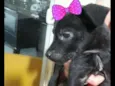 São 4 filhotes