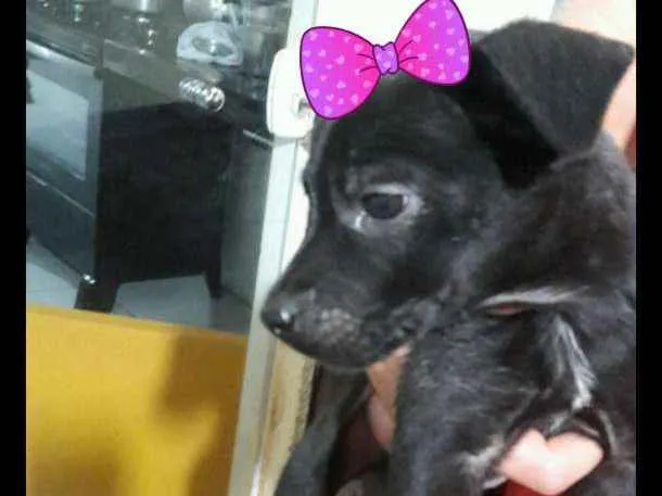 Cachorro raça Vira lata  idade Abaixo de 2 meses nome São 4 filhotes