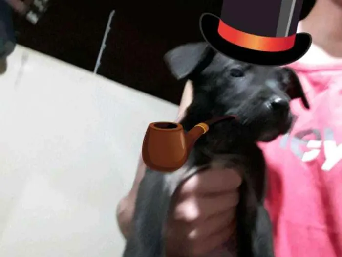 Cachorro raça Vira lata  idade Abaixo de 2 meses nome São 4 filhotes
