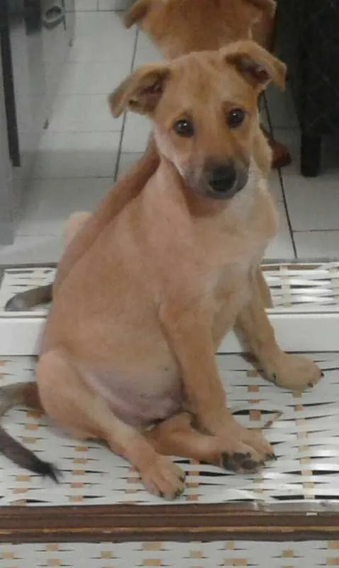Cachorro ra a vira lata  idade 2 a 6 meses nome Toby