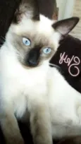 Gato raça Siamês  idade 7 a 11 meses nome Sky e filhotes