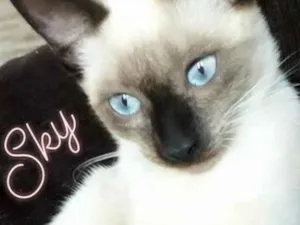 Gato raça Siamês  idade 7 a 11 meses nome Sky e filhotes