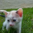 Treloso
