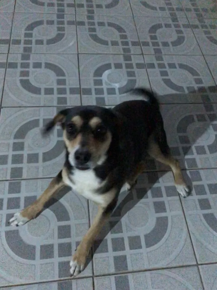 Cachorro ra a Vira lata idade 5 anos nome Luna