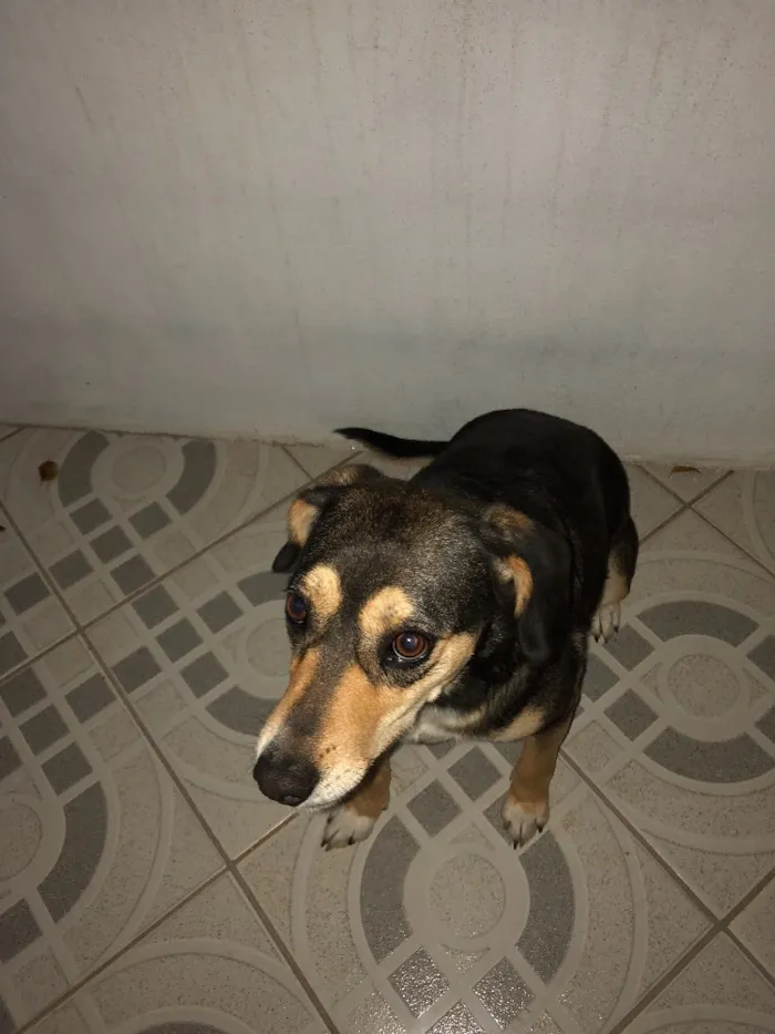 Cachorro ra a Vira lata idade 5 anos nome Luna