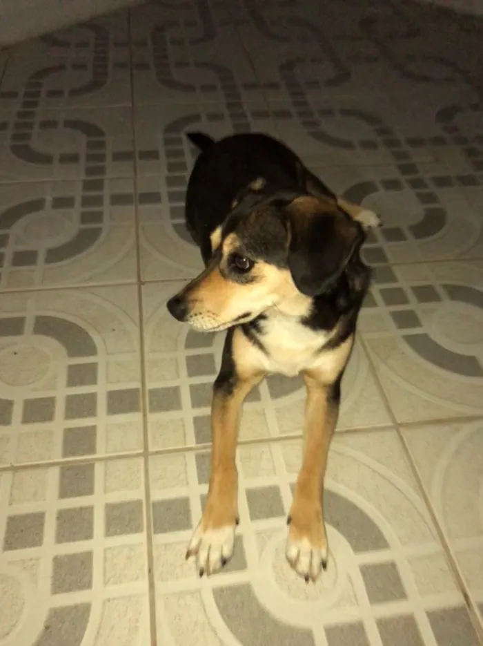 Cachorro ra a Vira lata idade 5 anos nome Luna