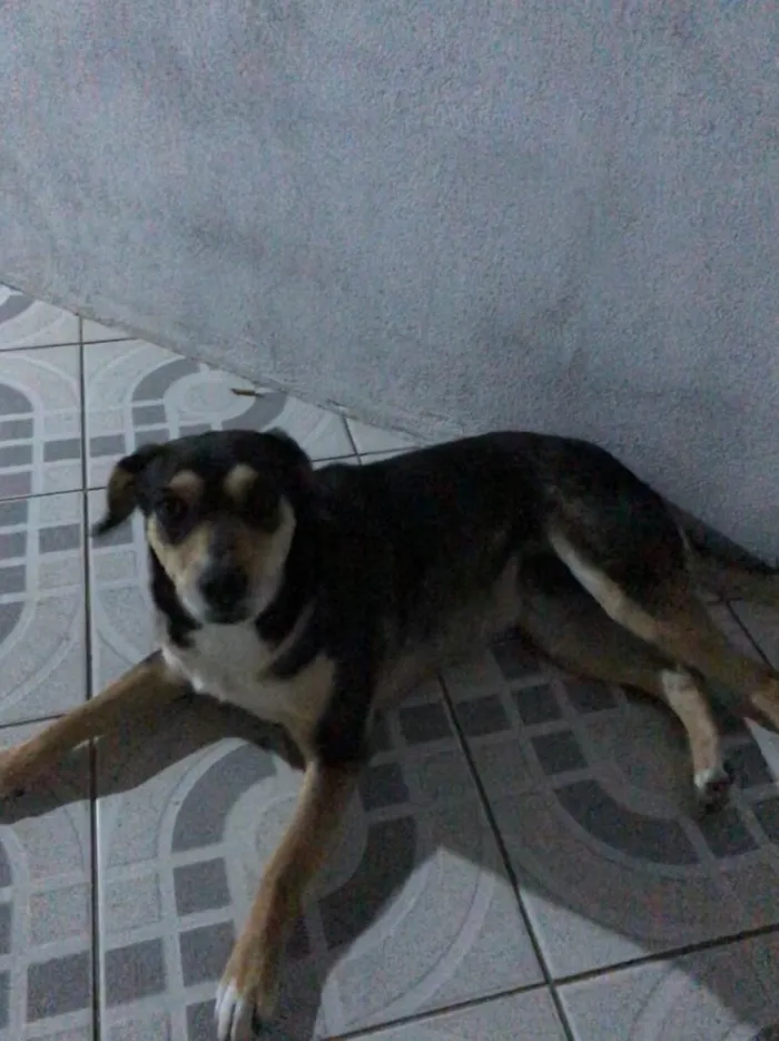 Cachorro ra a Vira lata idade 5 anos nome Luna