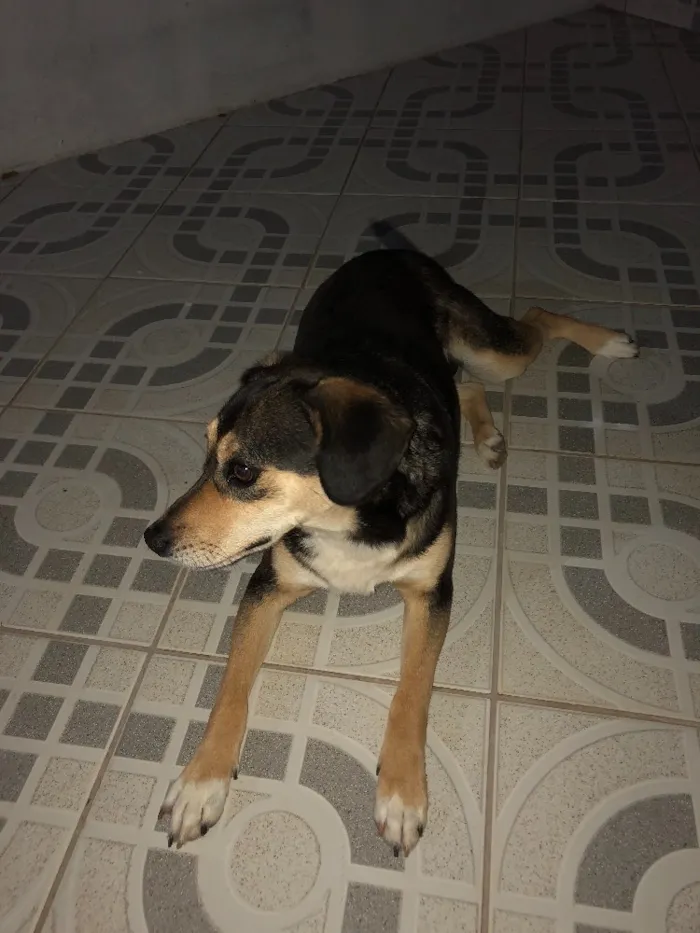 Cachorro ra a Vira lata idade 5 anos nome Luna
