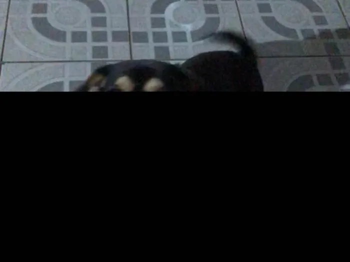 Cachorro ra a Vira lata idade 5 anos nome Luna