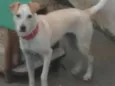 Pipoca