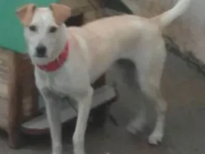 Cachorro raça indefinida idade 7 a 11 meses nome Pipoca