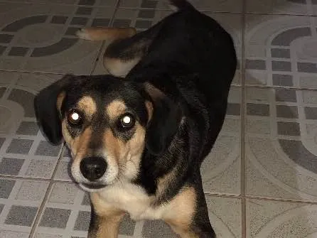 Cachorro ra a Vira lata idade 5 anos nome Luna