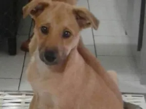 Cachorro raça vira lata  idade 2 a 6 meses nome Toby
