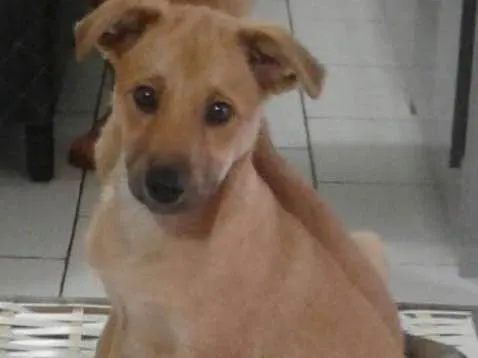 Cachorro ra a vira lata  idade 2 a 6 meses nome Toby